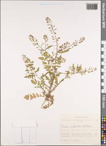 Жерушник болотный (L.) Besser, Сибирь, Алтай и Саяны (S2) (Россия)