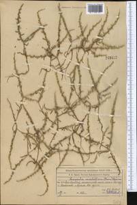 Rochelia sessiliflora (Boiss.) Khoshsokhan & Kaz. Osaloo, Средняя Азия и Казахстан, Западный Тянь-Шань и Каратау (M3) (Казахстан)