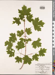 Клен полевой, Клен равнинный L., Восточная Европа, Центральный район (E4) (Россия)