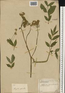 Дудник лесной L., Восточная Европа, Центральный район (E4) (Россия)