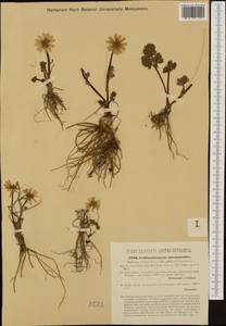 Callianthemum anemonoides (Zahlbr.) Endl., Западная Европа (EUR) (Австрия)