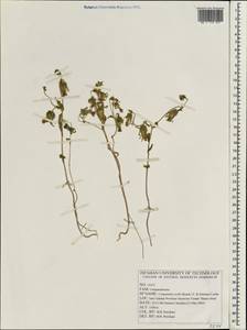 Campanula reuteriana Boiss. & Balansa, Зарубежная Азия (ASIA) (Иран)