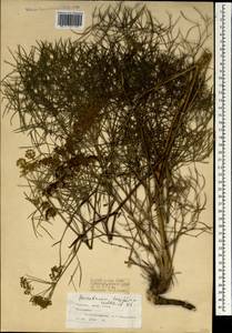 Горичник длиннолистный Waldst. & Kit., Зарубежная Азия (ASIA) (Турция)