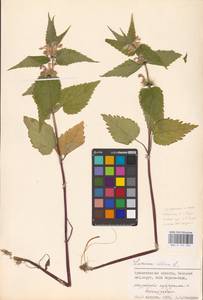 MHA 0 154 424, Яснотка белая, Глухая крапива L., Восточная Европа, Северный район (E1) (Россия)