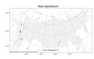 Acer saccharum, Клен сахарный Marshall, Атлас флоры России (FLORUS) (Россия)