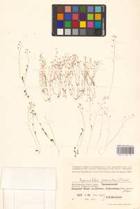 Двусемянник лежачий (L.) Hayek, Восточная Европа, Нижневолжский район (E9) (Россия)