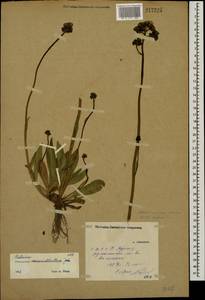 Pilosella ziziana subsp. ziziana, Восточная Европа, Средневолжский район (E8) (Россия)