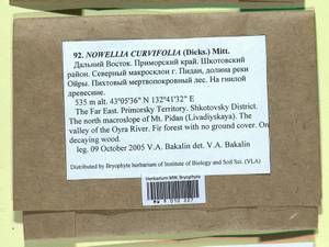Nowellia curvifolia (Dicks.) Mitt., Гербарий мохообразных, Мхи - Дальний Восток (без Чукотки и Камчатки) (B20) (Россия)