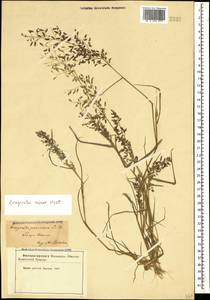 Полевичка малая Host, Кавказ, Азербайджан (K6) (Азербайджан)