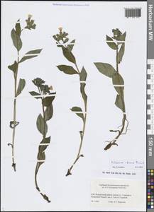 Медуница неясная, Медуница темная Dumort., Восточная Европа, Северо-Западный район (E2) (Россия)