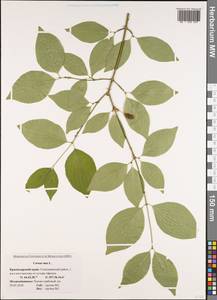 Кизил мужской, Кизил обыкновенный L., Кавказ, Черноморское побережье (от Новороссийска до Адлера) (K3) (Россия)