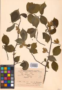 Вяз голый, Вяз шершавый Huds., Восточная Европа, Центральный лесостепной район (E6) (Россия)