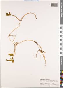 Рдест Фриза, Рдест Фриса Rupr., Сибирь, Якутия (S5) (Россия)