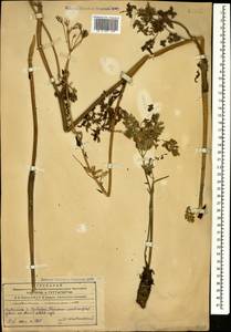 Anthriscus sylvestris subsp. sylvestris, Кавказ, Азербайджан (K6) (Азербайджан)