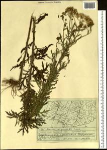 Jacobaea erucifolia subsp. argunensis (Turcz.) Veldkamp, Сибирь, Дальний Восток (S6) (Россия)