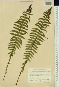 Страусник обыкновенный (L.) Tod., Восточная Европа, Центральный район (E4) (Россия)