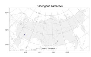 Kaschgaria komarovii, Кашгария Комарова (Krasch. & N. I. Rubtzov) Poljakov, Атлас флоры России (FLORUS) (Россия)