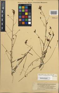 Convolvulus pseudocantabrica subsp. pseudocantabrica, Средняя Азия и Казахстан, Джунгарский Алатау и Тарбагатай (M5) (Казахстан)