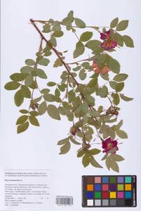 Шиповник майский Herrm., Восточная Европа, Северо-Западный район (E2) (Россия)