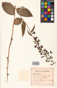 Дремлик широколистный, Дремлик чемерицевый (L.) Crantz, Восточная Европа, Московская область и Москва (E4a) (Россия)