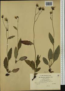 Hieracium froelichianum subsp. epimedium (Fr.) Gottschl. & Greuter, Западная Европа (EUR) (Словения)