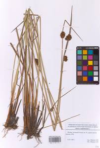 Ситник скученный L., Восточная Европа, Московская область и Москва (E4a) (Россия)