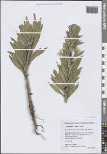 Oenothera villosa subsp. villosa, Сибирь, Прибайкалье и Забайкалье (S4) (Россия)