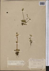 Micranthes stellaris subsp. stellaris, Америка (AMER) (Гренландия)