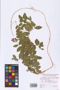 Lathyrus japonicus var. maritimus (L.) J.T.Kartesz & Gandhi, Восточная Европа, Северо-Западный район (E2) (Россия)