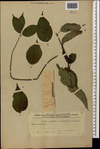 Свидина южная (C.A.Mey.) Jáv., Кавказ, Азербайджан (K6) (Азербайджан)