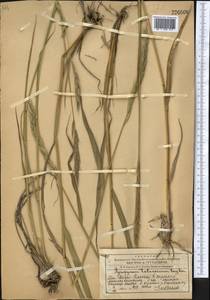 Житняк, Средняя Азия и Казахстан, Западный Тянь-Шань и Каратау (M3) (Казахстан)