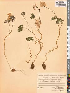 Хохлатка Городкова Karav., Сибирь, Чукотка и Камчатка (S7) (Россия)