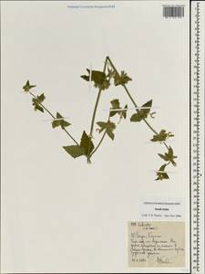 Lamiaceae, Зарубежная Азия (ASIA) (Индия)