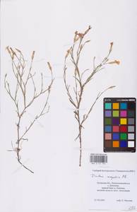 Гвоздика полевая, Гвоздика равнинная M.Bieb., Восточная Европа, Северо-Украинский район (E11) (Украина)