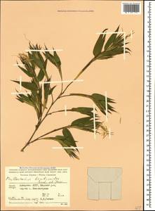 Phyllostachys reticulata (Rupr.) K.Koch, Кавказ, Грузия (K4) (Грузия)