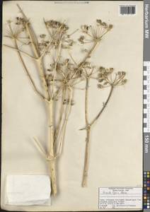 Ferula lycia Boiss., Зарубежная Азия (ASIA) (Турция)