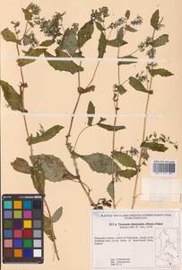 Crepidiastrum denticulatum subsp. denticulatum, Сибирь, Дальний Восток (S6) (Россия)