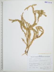 Spinulum annotinum subsp. annotinum, Сибирь, Дальний Восток (S6) (Россия)