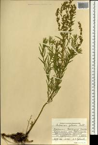 Полынь сизая Pall. ex Willd., Монголия (MONG) (Монголия)