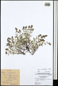Thymus pannonicus All., Восточная Европа, Центральный район (E4) (Россия)
