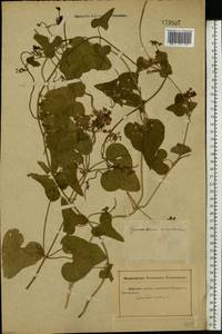 Цинанхум острый L., Восточная Европа, Ростовская область (E12a) (Россия)