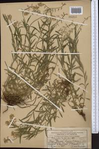 Истод хохлатый, Средняя Азия и Казахстан, Западный Тянь-Шань и Каратау (M3) (Казахстан)