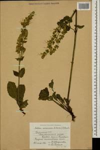 Salvia staminea Montbret & Aucher ex Benth., Кавказ, Грузия (K4) (Грузия)