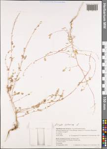 Лебеда татарская L., Восточная Европа, Восточный район (E10) (Россия)