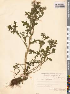 Крестовник обыкновенный L., Сибирь, Чукотка и Камчатка (S7) (Россия)