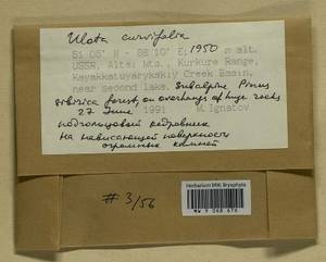 Ulota curvifolia (Wahlenb.) Sw., Гербарий мохообразных, Мхи - Западная Сибирь (включая Алтай) (B15) (Россия)