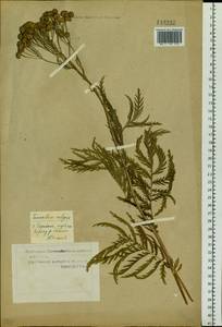 Tanacetum vulgare subsp. vulgare, Сибирь, Западная Сибирь (S1) (Россия)