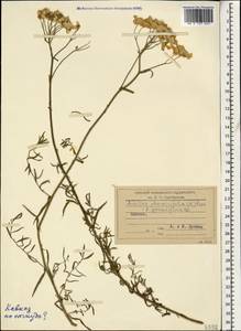 Тысячелистник чихотниколистный (Willd.) Rupr. ex Heimerl, Кавказ (без точных местонахождений) (K0)