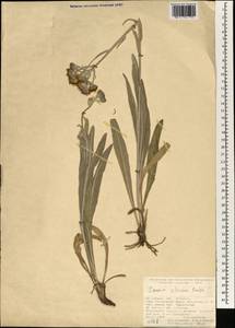 Jacobaea cilicia (Boiss.) B. Nord., Зарубежная Азия (ASIA) (Турция)