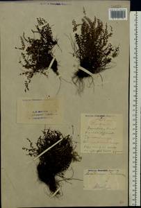 Костенец волосовидный L., Восточная Европа, Восточный район (E10) (Россия)